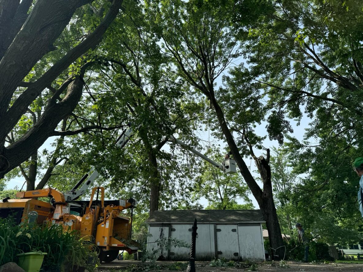tree services, tree removal, tree trimming, stump grinding, emergency tree removal, arborist services, ISA certified arborists, tree care, tree cutting, tree pruning, hazardous tree removal, storm damage cleanup, tree maintenance, tree health, tree service Macomb County, tree service Oakland County, tree service Wayne County, professional tree service, local tree experts, affordable tree service, tree service estimates, senior discounts tree service, tree and stump removal, tree branch removal, tree service company, tree removal near me, best tree service, tree trimming near me, residential tree service, commercial tree service, free falling, insured tree service, reliable tree service, tree assessment, tree care tips, seasonal tree care, tree preservation, large tree removal, tree service safety, certified arborist near me, tree inspection, tree risk assessment, tree cabling, tree bracing, tree planting, tree fertilization, deep root feeding, eco-friendly tree service, Troy, MI, USA, Warren, MI, USA, Birmingham, MI, USA, Center Line, MI, USA, Clinton Twp, MI, USA, Fraser, MI 48026, USA, Harrison Twp, MI, USA, Macomb, MI 48042, USA, Rochester Hills, MI, USA, Roseville, MI 48066, USA, Shelby Township, MI, USA, St Clair Shores, MI, USA, Eastpointe, MI 48021, USA, Sterling Heights, MI, USA, Harper Woods, MI 48225, USA, Madison Heights, MI 48071, USA, Bloomfield Hills, MI 48304, USA, West Bloomfield Township, MI, USA, Grosse Pointe Woods, MI 48236, USA, Washington Township, MI 48094, USA