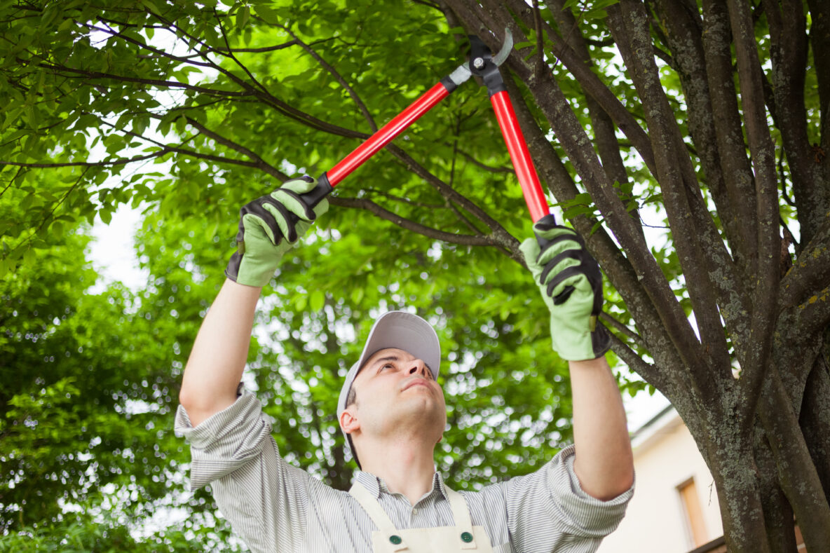 tree services, tree removal, tree trimming, stump grinding, emergency tree removal, arborist services, ISA certified arborists, tree care, tree cutting, tree pruning, hazardous tree removal, storm damage cleanup, tree maintenance, tree health, tree service Macomb County, tree service Oakland County, tree service Wayne County, professional tree service, local tree experts, affordable tree service, tree service estimates, senior discounts tree service, tree and stump removal, tree branch removal, tree service company, tree removal near me, best tree service, tree trimming near me, residential tree service, commercial tree service, free falling, insured tree service, reliable tree service, tree assessment, tree care tips, seasonal tree care, tree preservation, large tree removal, tree service safety, certified arborist near me, tree inspection, tree risk assessment, tree cabling, tree bracing, tree planting, tree fertilization, deep root feeding, eco-friendly tree service, Troy, MI, USA, Warren, MI, USA, Birmingham, MI, USA, Center Line, MI, USA, Clinton Twp, MI, USA, Fraser, MI 48026, USA, Harrison Twp, MI, USA, Macomb, MI 48042, USA, Rochester Hills, MI, USA, Roseville, MI 48066, USA, Shelby Township, MI, USA, St Clair Shores, MI, USA, Eastpointe, MI 48021, USA, Sterling Heights, MI, USA, Harper Woods, MI 48225, USA, Madison Heights, MI 48071, USA, Bloomfield Hills, MI 48304, USA, West Bloomfield Township, MI, USA, Grosse Pointe Woods, MI 48236, USA, Washington Township, MI 48094, USA