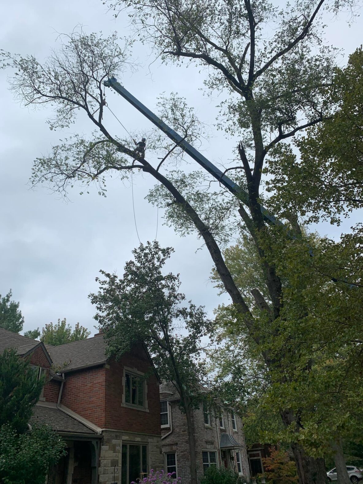 tree services, tree removal, tree trimming, stump grinding, emergency tree removal, arborist services, ISA certified arborists, tree care, tree cutting, tree pruning, hazardous tree removal, storm damage cleanup, tree maintenance, tree health, tree service Macomb County, tree service Oakland County, tree service Wayne County, professional tree service, local tree experts, affordable tree service, tree service estimates, senior discounts tree service, tree and stump removal, tree branch removal, tree service company, tree removal near me, best tree service, tree trimming near me, residential tree service, commercial tree service, free falling, insured tree service, reliable tree service, tree assessment, tree care tips, seasonal tree care, tree preservation, large tree removal, tree service safety, certified arborist near me, tree inspection, tree risk assessment, tree cabling, tree bracing, tree planting, tree fertilization, deep root feeding, eco-friendly tree service, Troy, MI, USA, Warren, MI, USA, Birmingham, MI, USA, Center Line, MI, USA, Clinton Twp, MI, USA, Fraser, MI 48026, USA, Harrison Twp, MI, USA, Macomb, MI 48042, USA, Rochester Hills, MI, USA, Roseville, MI 48066, USA, Shelby Township, MI, USA, St Clair Shores, MI, USA, Eastpointe, MI 48021, USA, Sterling Heights, MI, USA, Harper Woods, MI 48225, USA, Madison Heights, MI 48071, USA, Bloomfield Hills, MI 48304, USA, West Bloomfield Township, MI, USA, Grosse Pointe Woods, MI 48236, USA, Washington Township, MI 48094, USA