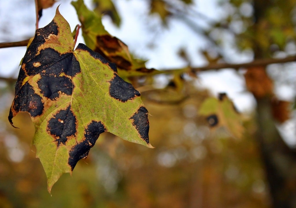 tree services, tree removal, tree trimming, stump grinding, emergency tree removal, arborist services, ISA certified arborists, tree care, tree cutting, tree pruning, hazardous tree removal, storm damage cleanup, tree maintenance, tree health, tree service Macomb County, tree service Oakland County, tree service Wayne County, professional tree service, local tree experts, affordable tree service, tree service estimates, senior discounts tree service, tree and stump removal, tree branch removal, tree service company, tree removal near me, best tree service, tree trimming near me, residential tree service, commercial tree service, free falling, insured tree service, reliable tree service, tree assessment, tree care tips, seasonal tree care, tree preservation, large tree removal, tree service safety, certified arborist near me, tree inspection, tree risk assessment, tree cabling, tree bracing, tree planting, tree fertilization, deep root feeding, eco-friendly tree service, Troy, MI, USA, Warren, MI, USA, Birmingham, MI, USA, Center Line, MI, USA, Clinton Twp, MI, USA, Fraser, MI 48026, USA, Harrison Twp, MI, USA, Macomb, MI 48042, USA, Rochester Hills, MI, USA, Roseville, MI 48066, USA, Shelby Township, MI, USA, St Clair Shores, MI, USA, Eastpointe, MI 48021, USA, Sterling Heights, MI, USA, Harper Woods, MI 48225, USA, Madison Heights, MI 48071, USA, Bloomfield Hills, MI 48304, USA, West Bloomfield Township, MI, USA, Grosse Pointe Woods, MI 48236, USA, Washington Township, MI 48094, USA